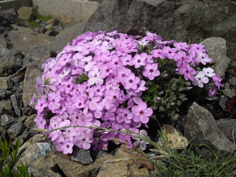 Phlox douglasii 'Eva' photo